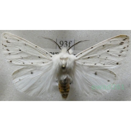 Spilosoma lubricipeda (Linnaeus, 1758) Szewnica miętówka Czech93f